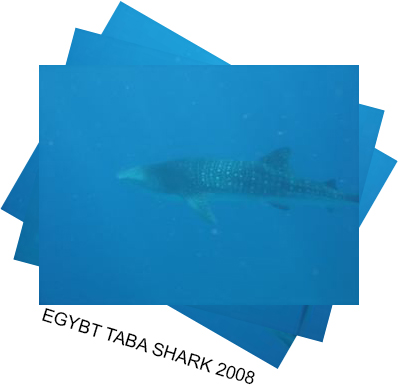 shark2008